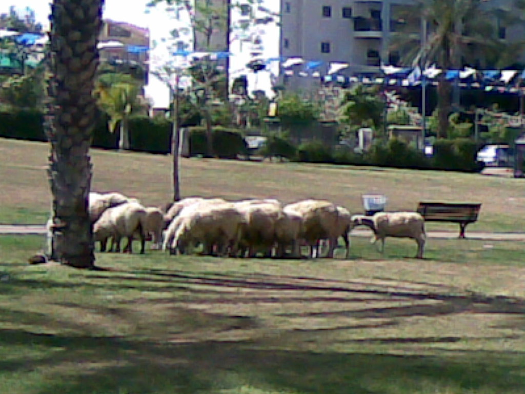 כבשים רועות בפארק בגבעת שמואל